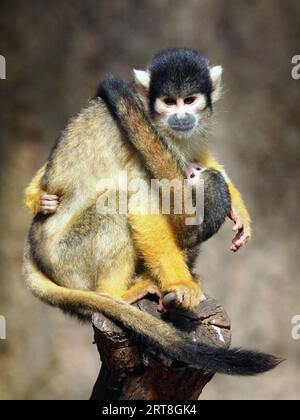 Scimmia scoiattolo madre e bambino