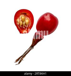 Sezione trasversale che mostra semi all'interno di un anca rosa o rosa, chiamata anche rosina hep e rosa, frutto accessorio delle varie specie di piante di rosa Foto Stock