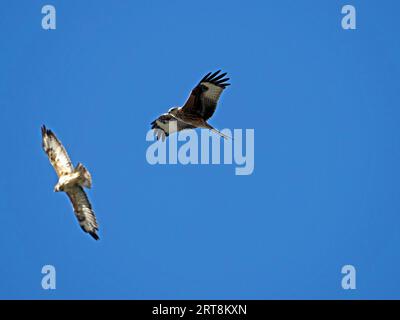 Buzzard comune (Buteo buteo) e aquilone rosso (Milvus milvus) in volo insieme nel cielo azzurro del Wlitshire, Inghilterra, Regno Unito Foto Stock