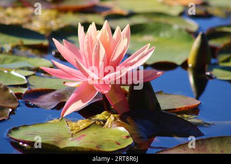 Fiore di loto colorato sopra il lago. Nelumbo è un genere di piante acquatiche con grandi fiori appariscenti. Foto Stock