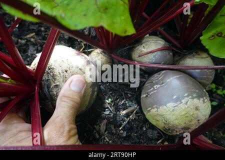 Rote Beete (Beta vulgaris subsp. Vulgaris), Rote Rübe, Pflanzen im Hochbeet Foto Stock