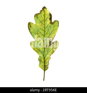 Foglia autunnale brillante e vivida di una quercia, illustrazione ad acquerello disegnata a mano isolata su sfondo bianco. Per la progettazione di cartoline e biglietti d'auguri Foto Stock