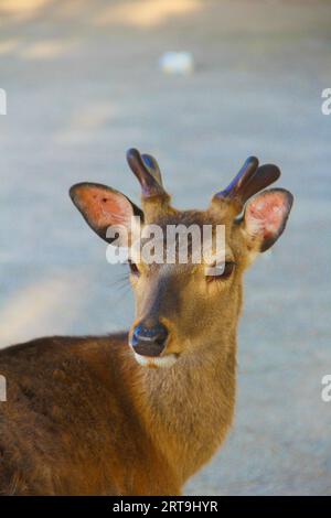 Primo piano del volto di un cervo su uno sfondo luminoso non a fuoco. Ideale se sei un amante della natura e dei cervi, usa questa immagine per incoraggiare la cura degli animali selvatici Foto Stock