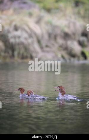 Merganser dal petto rosso che nuotano in un'insenatura, Khutze Inlet, British Columbia Foto Stock