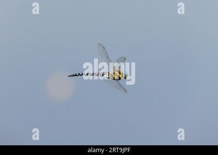 Vista laterale di una libellula migrante blu e marrone (Aeshna mixta) in volo nelle zone umide, Guildford, Surrey, Inghilterra sud-orientale Foto Stock