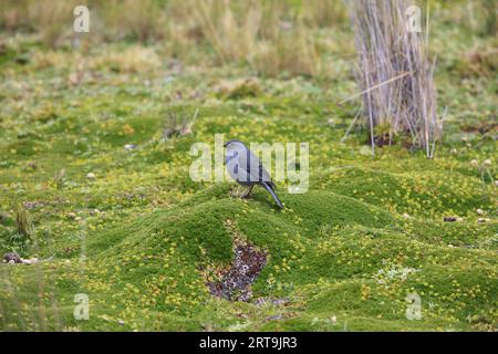 Il plumbeous sierra finch (Geospizopsis unicolor) è una specie di uccello della famiglia Thraupidae. Questa foto è stata scattata in Ecuador. Foto Stock