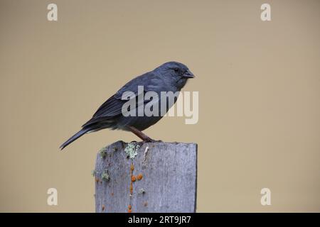 Il plumbeous sierra finch (Geospizopsis unicolor) è una specie di uccello della famiglia Thraupidae. Questa foto è stata scattata in Ecuador. Foto Stock