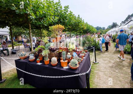 Esposizione di cactus e succulenti al RHS Wisley Flower Show supportato da Stressless tenutosi nel settembre 2023, RHS Garden Wisley, Surrey Foto Stock