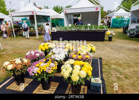 Bancarelle e crisantemo al RHS Wisley Flower Show supportato da Stressless tenutosi nel settembre 2023, RHS Garden Wisley, Surrey Foto Stock