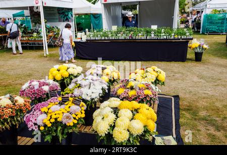 Bancarelle e crisantemo al RHS Wisley Flower Show supportato da Stressless tenutosi nel settembre 2023, RHS Garden Wisley, Surrey Foto Stock