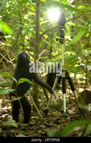 Un macaco crestato abituale (Macaca nigra) viene fotografato mentre è in piedi bipedalmente prestando attenzione a una torcia posizionata su un treppiede nella foresta di Tangkoko, Sulawesi settentrionale, Indonesia. Molte operazioni di ecoturismo hanno dimostrato di danneggiare la fauna selvatica locale a causa di disturbi antropogenici quali l'aumento dell'inquinamento, l'interruzione delle routine quotidiane della fauna selvatica e il comportamento sociale, l'aumento del rischio di trasmissione delle malattie, e indicazioni di un aumento dello stress nella fauna selvatica, secondo un team di scienziati guidati da Dominique A. Bertrand nel loro articolo del settembre 2023 sugli animali. Foto Stock