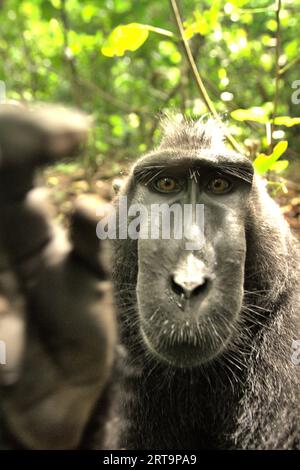 Un macaco crestato abituale (Macaca nigra) fissa la fotocamera mentre viene fotografato nella foresta di Tangkoko, Sulawesi settentrionale, Indonesia. Molte operazioni di ecoturismo hanno dimostrato di danneggiare la fauna selvatica locale a causa di disturbi antropogenici quali l'aumento dell'inquinamento, l'interruzione delle routine quotidiane della fauna selvatica e il comportamento sociale, l'aumento del rischio di trasmissione delle malattie, e indicazioni di un aumento dello stress nella fauna selvatica, secondo un team di scienziati guidati da Dominique A. Bertrand nel loro articolo del settembre 2023 sugli animali, una rivista scientifica pubblicata da MDPI. Foto Stock