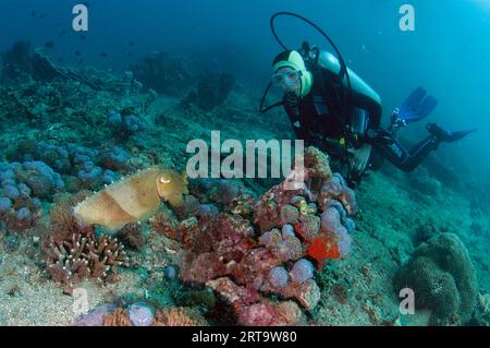 Broadclub Cuttlefish, Seppia latimanus, osservata da una subacquea femminile, sito di immersione Batu Merah, stretto di Lembeh, Sulawesi, Indonesia Foto Stock