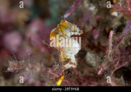 Pontoh's Pygmy Seahorse, Hippocampus pontohi, Tanjung Slope, Lembeh Straits, Sulawesi, Indonesia Foto Stock