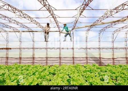 CONTEA DI LUANNAN, Cina - 11 ottobre 2017: Gli agricoltori stanno rafforzando le loro serre e il quadro delle loro serre è in una fattoria, LUANNAN CO Foto Stock