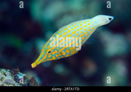 Pesci Filefish maculati arancioni, Oxymonacanthus longirostris, sito di immersione Batu Angus, stretto di Lembeh, Sulawes, Indonesia Foto Stock