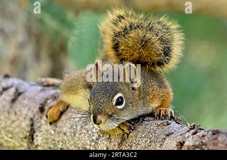 Uno scoiattolo rosso selvatico ' Tamiasciurus hudsonicus', poggiato su un ramo di abete rosso nella campagna Alberta Canada Foto Stock