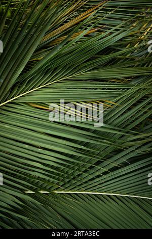 Primo piano con foglie di palma da cocco verde fresco con sfondo texture Foto Stock