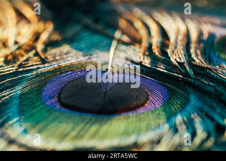 Un primo piano vibrante di una piuma di pavone, con i suoi colori ipnotici e il design intricato Foto Stock