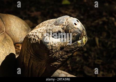 Tartaruga allo zoo Fresno Chaffee Foto Stock