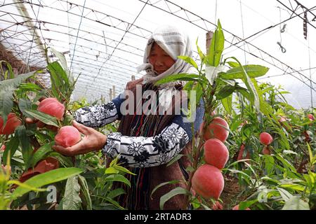 Contea di Luannan - 27 marzo 2019: Gli agricoltori raccolgono pesche fresche nelle serre, contea di Luannan, provincia di Hebei, Cina Foto Stock