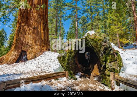 Sole mattutino attraverso il General Grant Grove di sequoie giganti nel Parco Nazionale del Kings Canyon Foto Stock