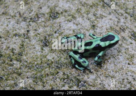 La rana velenosa verde e nera in Costa Rica, primo piano di una rana veleno verde e nera Foto Stock