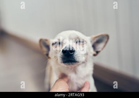 Un cane di razza mista con gli occhi chiusi. Un simpatico cane di medie dimensioni che aspetta di essere accarezzato. Con spazio per copiare. Foto di alta qualità Foto Stock