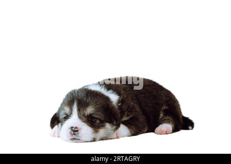 Ritratto di un triste cucciolo bianco marrone di due mesi di corgi gallese pembroke che giace rilassandosi su sfondo bianco. Amore per gli animali domestici, cura degli animali domestici, cupola Foto Stock