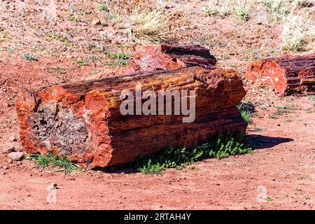 Bei raffreddori negli alberi pietrificati nel Parco Nazionale della Foresta pietrificata Foto Stock