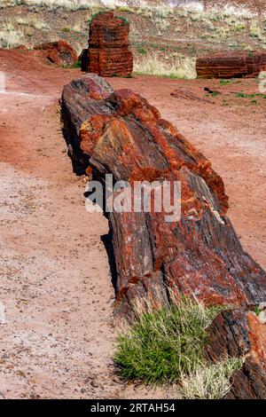 Bei raffreddori negli alberi pietrificati nel Parco Nazionale della Foresta pietrificata Foto Stock