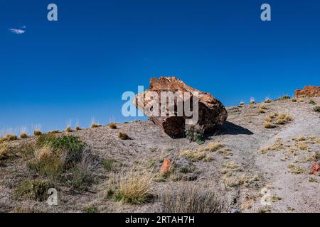 Bei raffreddori negli alberi pietrificati nel Parco Nazionale della Foresta pietrificata Foto Stock
