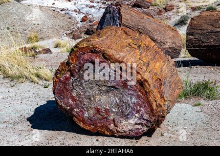 Bei raffreddori negli alberi pietrificati nel Parco Nazionale della Foresta pietrificata Foto Stock