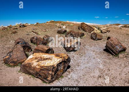 Bei raffreddori negli alberi pietrificati nel Parco Nazionale della Foresta pietrificata Foto Stock