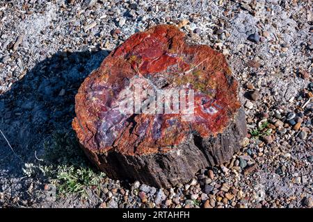 Bei raffreddori negli alberi pietrificati nel Parco Nazionale della Foresta pietrificata Foto Stock