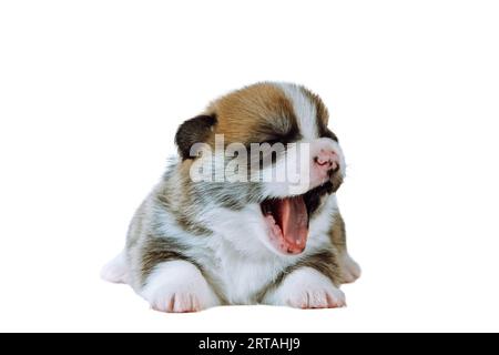 Ritratto di un cucciolo di cane gallese pembroke corgi, bianco e sonnolento, di due mesi, adagiato su sfondo bianco, sbadigliando, aprendo la bocca. PET Foto Stock