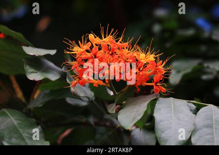 Fiori di alberi spensierati per le strade di Guangzhou, provincia del Guangdong, Cina Foto Stock