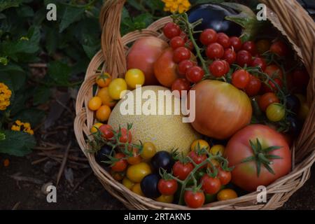 Cesto di legno con verdure provenienti da un giardino in campagna, tra cui pomodori e melone Foto Stock