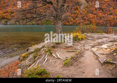 Albero impressionante in un paesaggio autunnale con molte radici su una collina di fronte a un lago vicino a El Chalten, Argentina, Patagonia Foto Stock