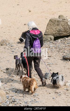 Un passeggio per cani sulla spiaggia Mawgan Porth in Cornovaglia, Regno Unito. Foto Stock