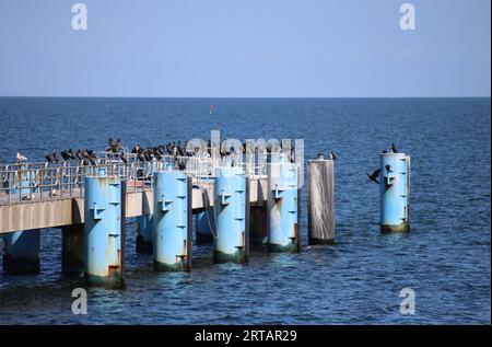 Cormorani al molo di Sellin sull'isola di Rügen nel Mar Baltico Foto Stock