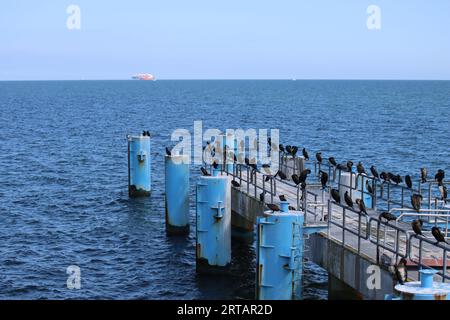 Cormorani al molo di Sellin sull'isola di Rügen nel Mar Baltico Foto Stock