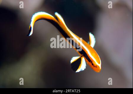 Lupi dolci a strisce giovanili, Plectorhinchus lessonii, sito di immersione Pangah Kecil, Loh Buaya, Isola di Rinca, Parco Nazionale di Komodo, Indonesia Foto Stock