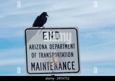 Corvo arroccato su un cartello di manutenzione pieno di urti contro la cintura nel deserto dell'Arizona. Foto Stock