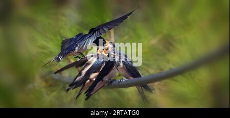 Fienile ingoiare Hirundo rustica una rondine nutre i suoi giovani affamati, la foto migliore. Foto Stock