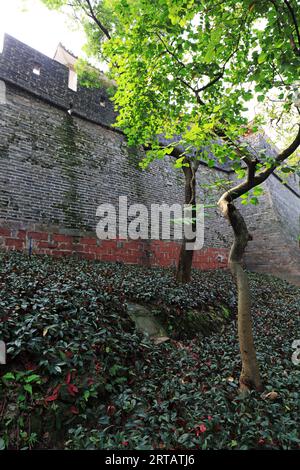 Alberi di Banyan e erbacce fuori dall'alto muro del cortile nel Parco Yuexiu, Guangzhou City, Cina Foto Stock