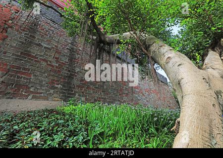 Giganteschi alberi di banyan sotto alte mura nel Parco Yuexiu, Guangzhou, Cina Foto Stock