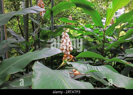 Le Zingiberaceae stanno crescendo a Yuexiu Park, Guangzhou, Cina Foto Stock