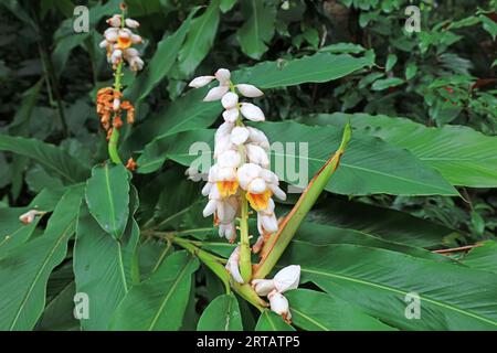 Le Zingiberaceae stanno crescendo a Yuexiu Park, Guangzhou, Cina Foto Stock