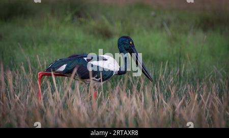 Una cicogna dal collo nero torreggia sopra le canne mentre caccia silenziosamente nel tardo pomeriggio. Foto Stock